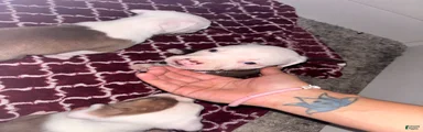 Casper 