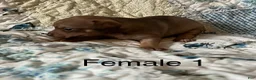 Chiweenie dogs for sale: Chiweenie 5 - Ad 19