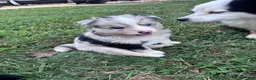 Pomsky dogs for sale: Johnny Cash - Ad 8