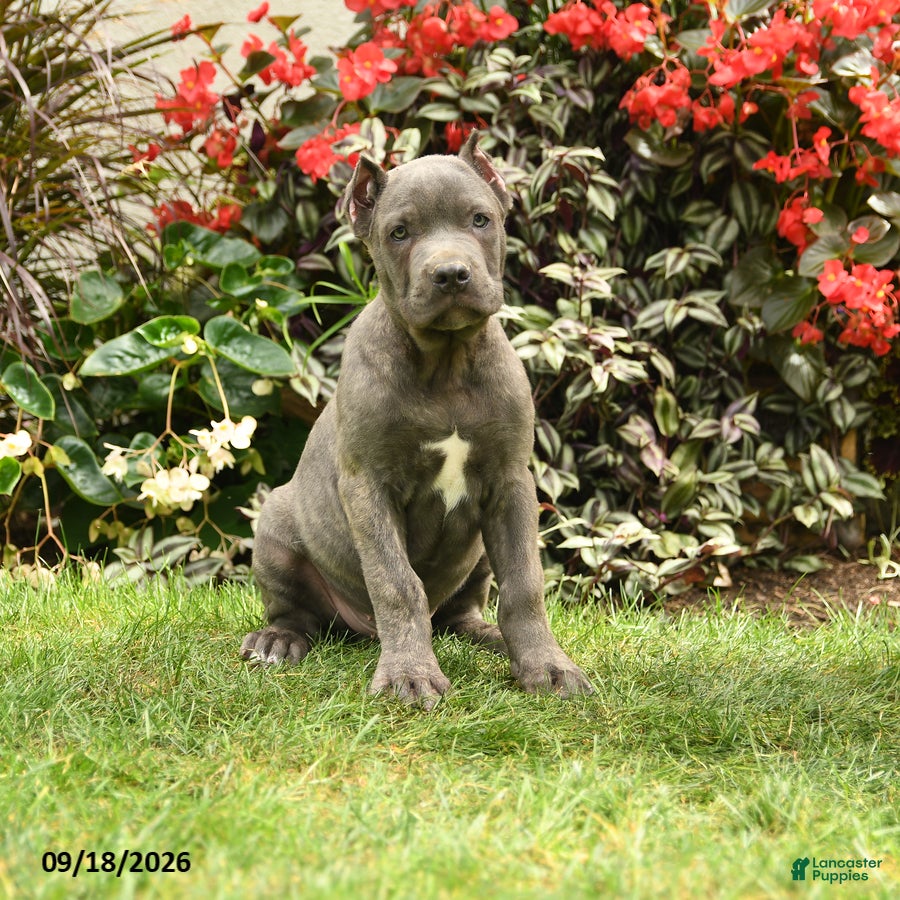 Cane Corso dogs Mason  - Ad 1