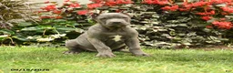 Cane Corso dogs for sale: Mason  - Ad 1