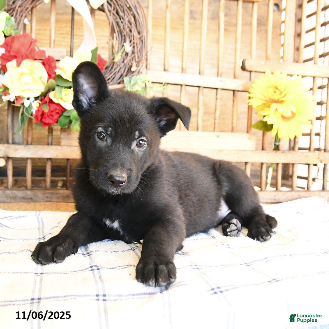 Mixed Breed dogs for sale: Olivia - Ad 2