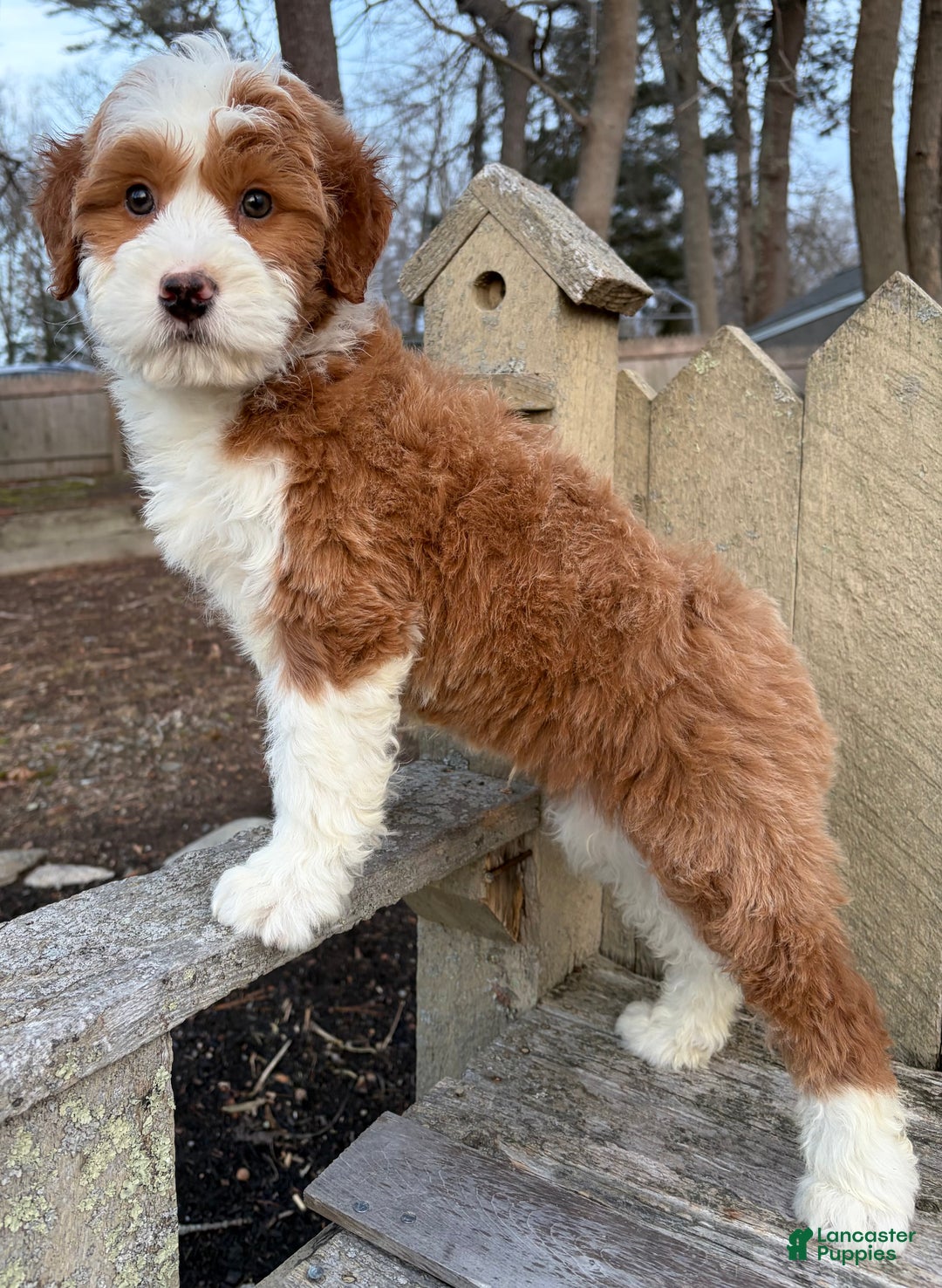 Mini Bernedoodle dogs for sale: 💙 IN BOSTON MASSACHUSETTS AREA 💙 RED AND WHITE TUXEDO BOY 💙 MINI BERNEDOODLE 💙 - Ad 9