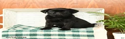 Pug dogs for sale: Frank - Ad 1