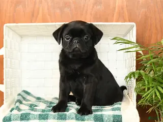Pug dogs for sale: Frank - Ad 3