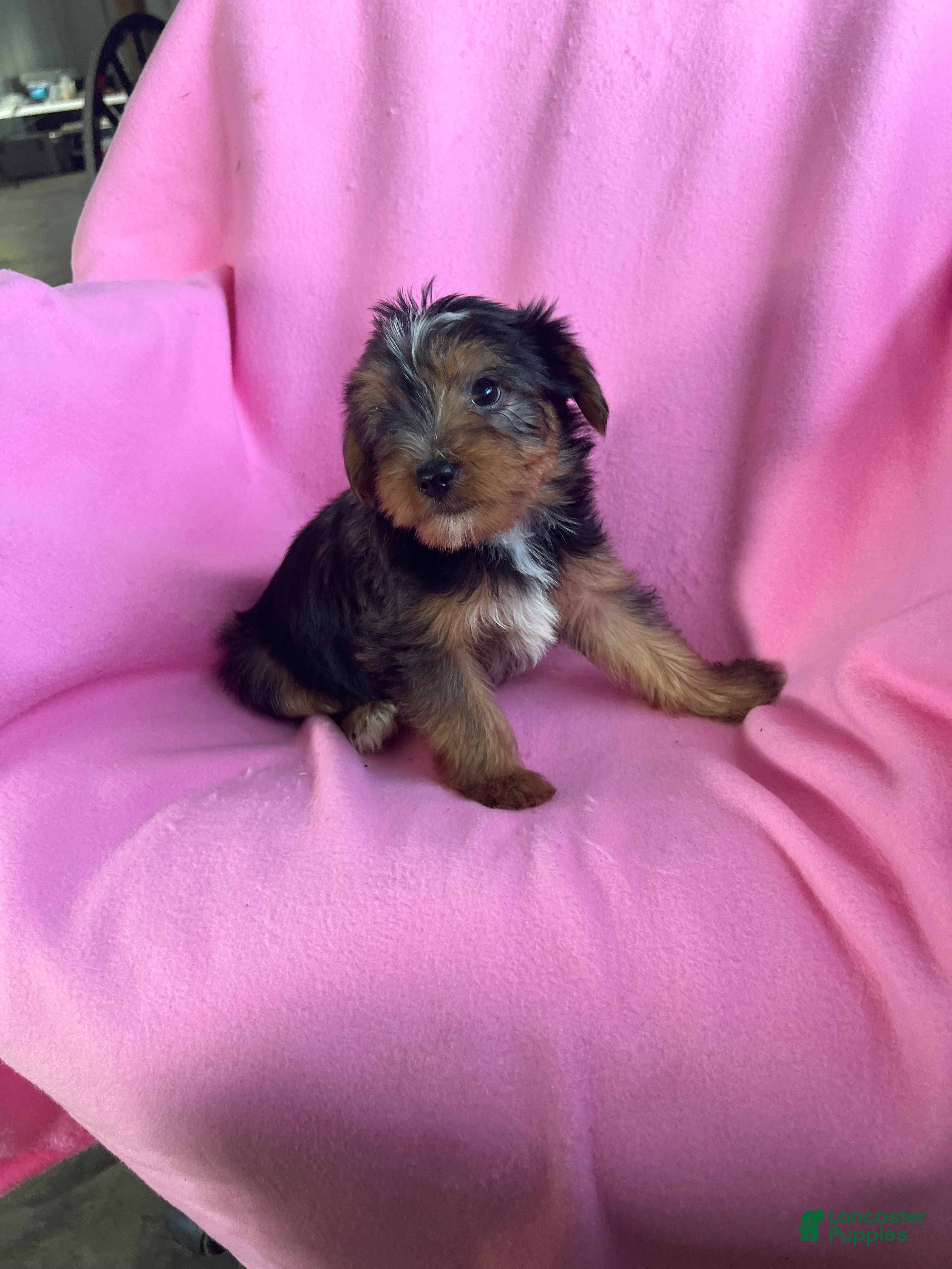 Teacup Yorkshire Registered Yorkie Puppies For Sale Yorkshire