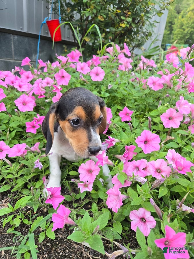 Beagle dogs Dallas - Ad 2