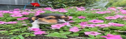 Beagle dogs for sale: Dallas - Ad 2