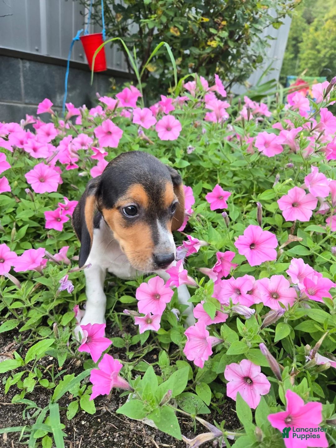 Beagle dogs for sale: Dallas - Ad 2