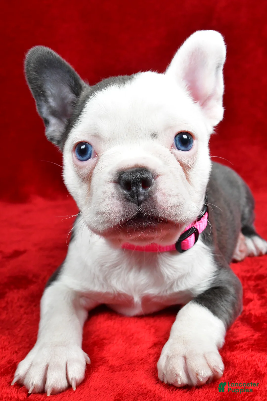 Mixed Breed dogs for sale: Fiona - Ad 2