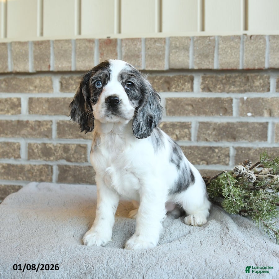 Cocker Spaniel dogs Sterling - Ad 30