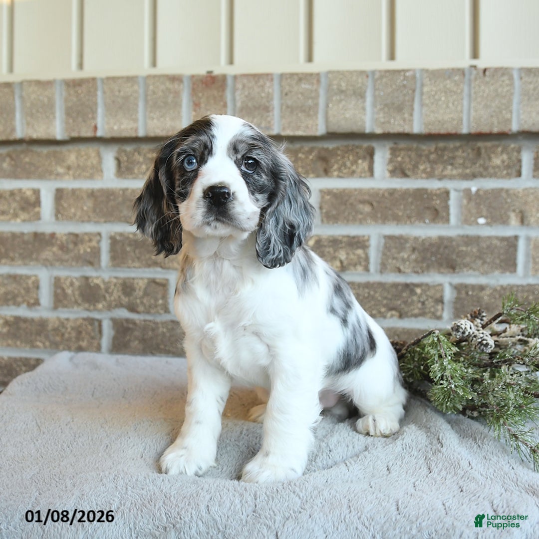 Cocker Spaniel dogs for sale: Sterling - Ad 1