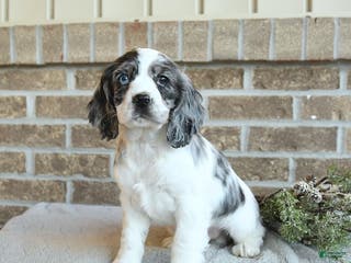 Cocker Spaniel dogs Sterling - Ad 30