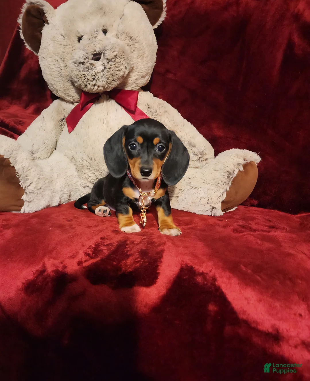 Miniature Dachshund dogs for sale: OAKLEY - Ad 1