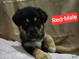 Mixed Breed dogs Puppy 5 Red - Ad 20