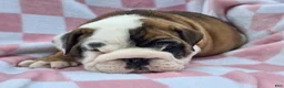 English Bulldog dogs for sale: Mocha - Ad 3