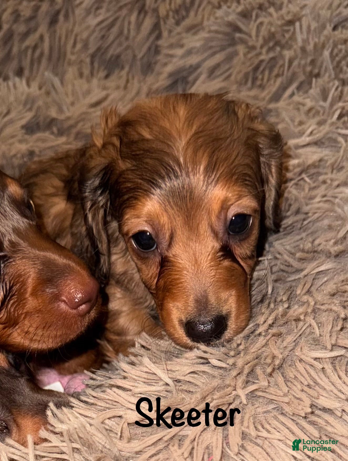 Miniature Dachshund dogs Skeeter - Ad 23
