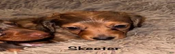 Miniature Dachshund dogs for sale: Skeeter - Ad 1