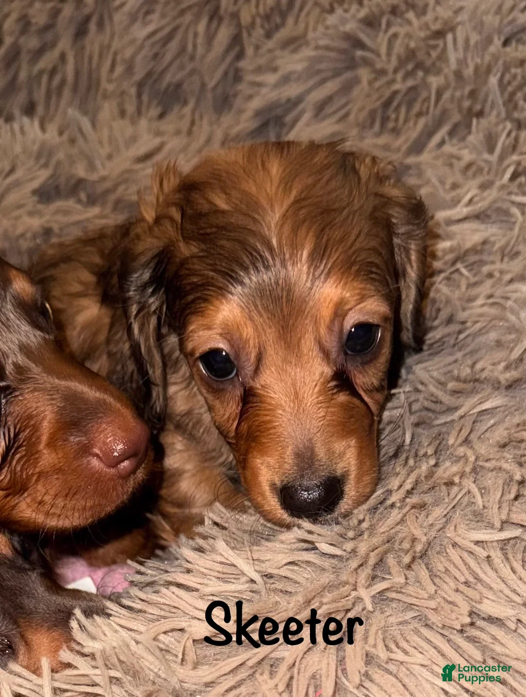 Miniature Dachshund dogs for sale: Skeeter - Ad 1