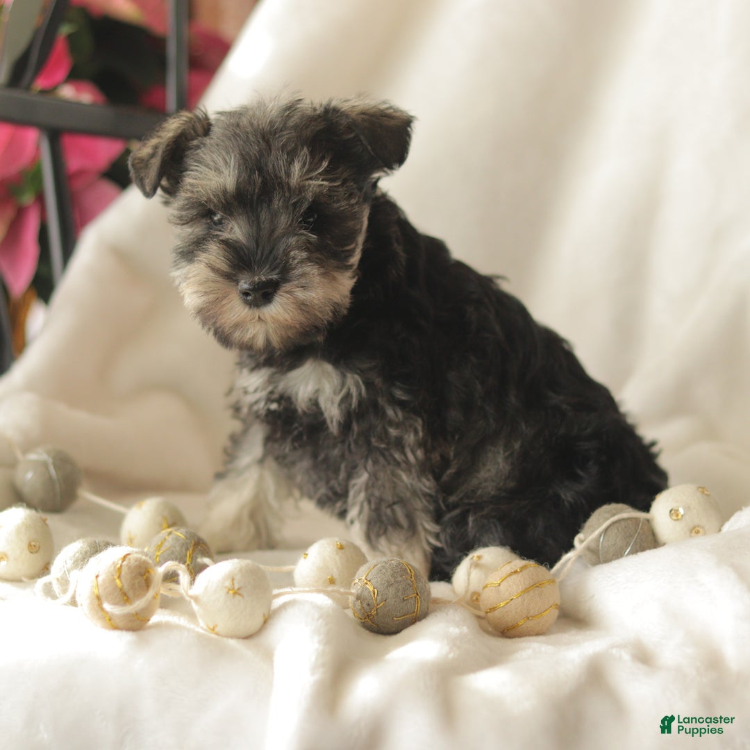 Miniature Schnauzer dogs for sale: Midnight - Ad 2