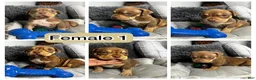 American Bully dogs for sale: Female 1 – Mocha (Chocolate Tri) - Ad 7
