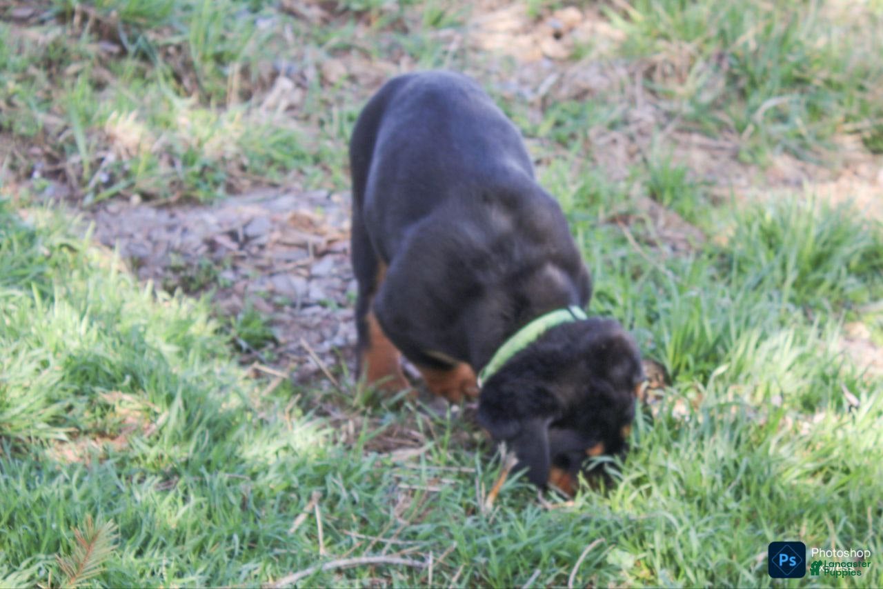Rottweiler dogs Forest - Ad 2
