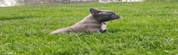 French Bulldog dogs for sale: Lexi - Ad 4