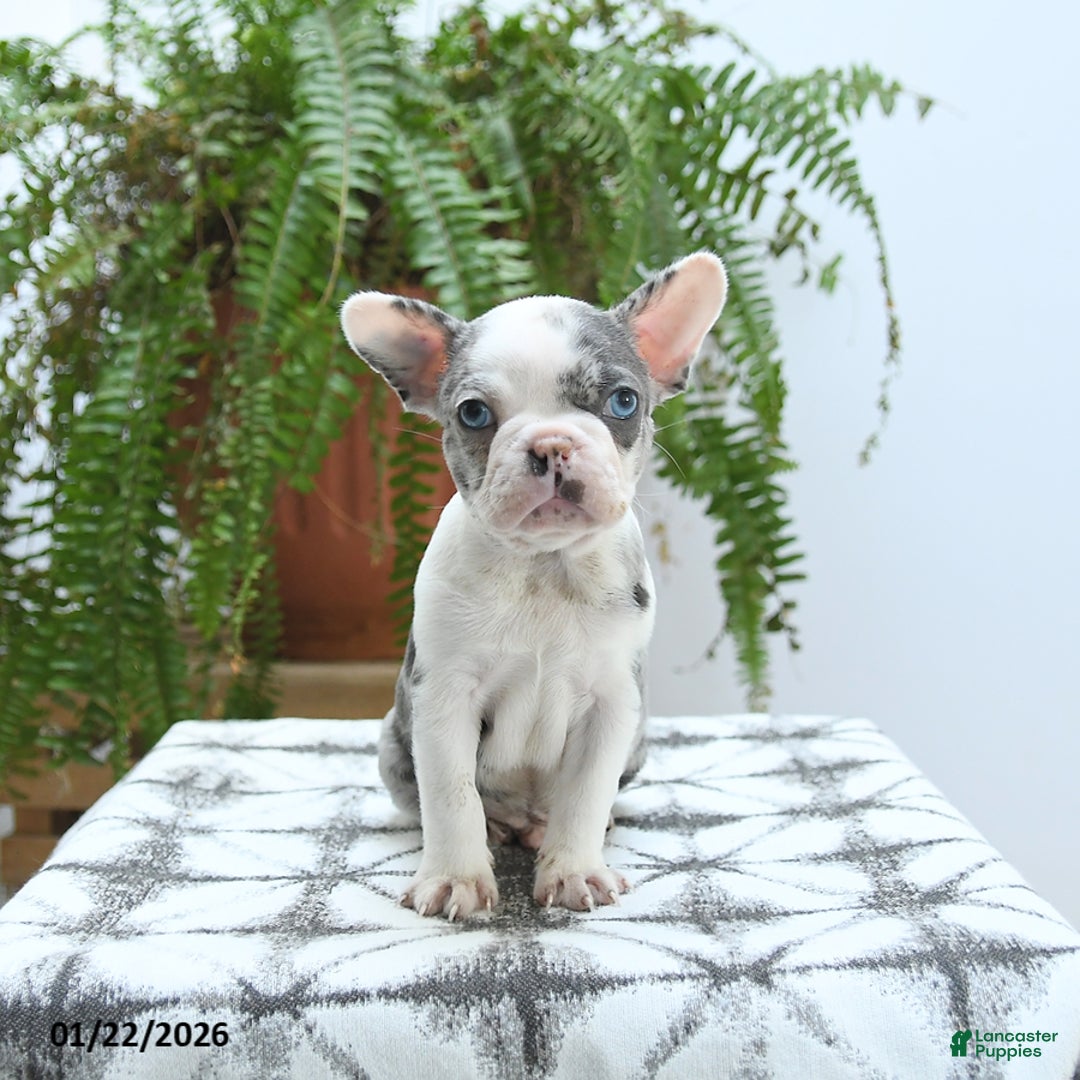 Boston Terrier dogs for sale: Jax - Ad 2