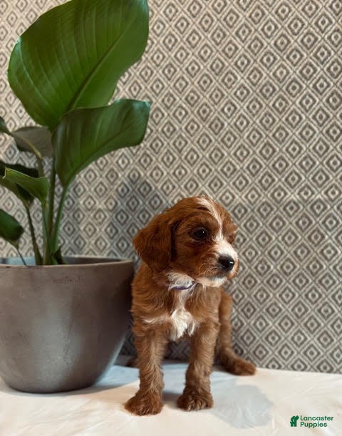 Irish Doodle dogs Juliet - Ad 2