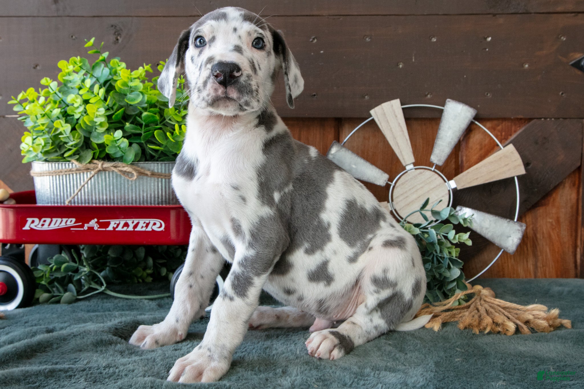 Great Dane dogs Cruiser - Ad 2