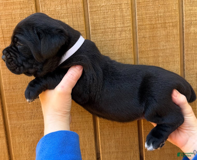 Cane Corso dogs Cane Corso Puppy 4 - Ad 1