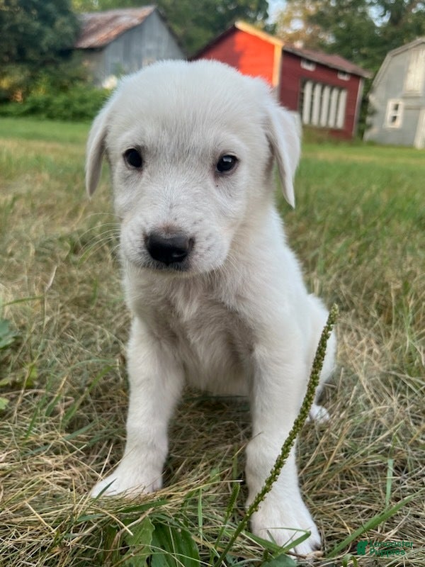 Great Pyrenees dogs Burk - Ad 26