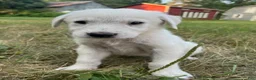 Great Pyrenees dogs for sale: Burk - Ad 1