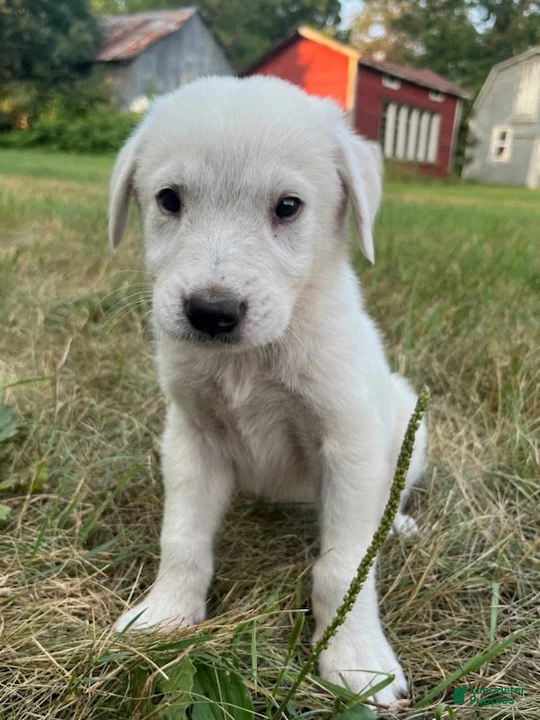 Great Pyrenees dogs for sale: Burk - Ad 1