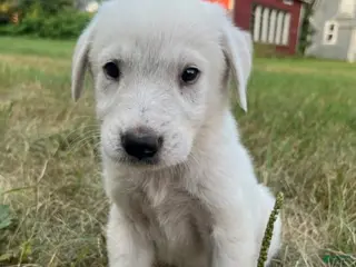 Great Pyrenees dogs Burk - Ad 26
