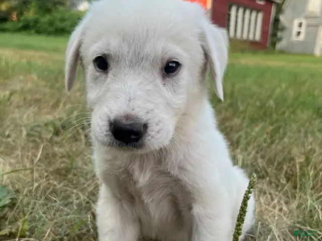 Great Pyrenees dogs for sale: Burk - Ad 19