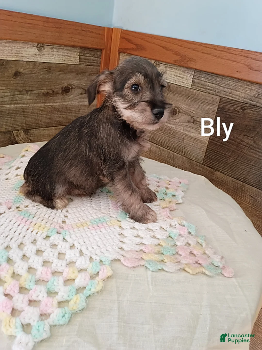 Miniature Schnauzer dogs for sale: Bly - Ad 3