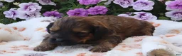 Mini Goldendoodle dogs for sale: Chester - Ad 7