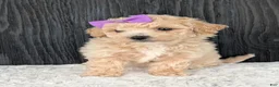 Bichpoo dogs for sale: Darla  - Ad 17