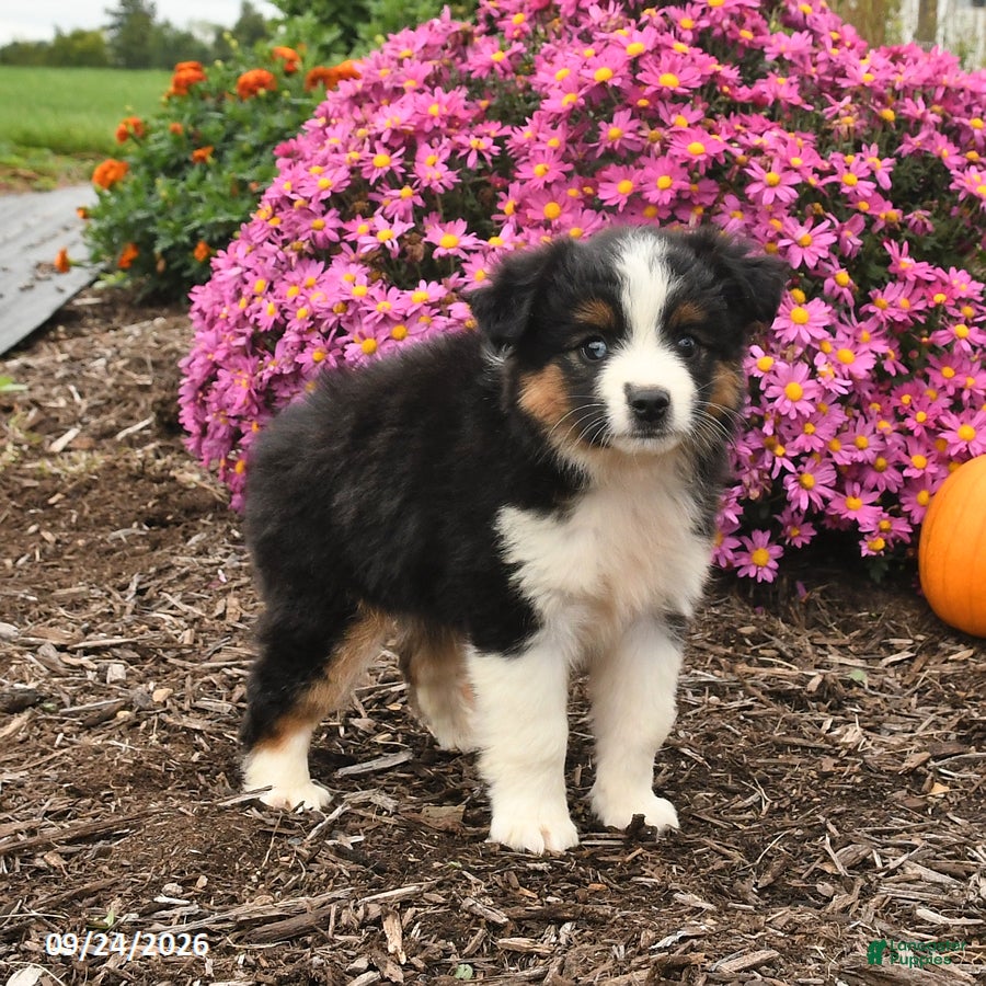 Miniature Australian Shepherd dogs Jasmine - Ad 1