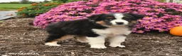 Miniature Australian Shepherd dogs for sale: Jasmine - Ad 1