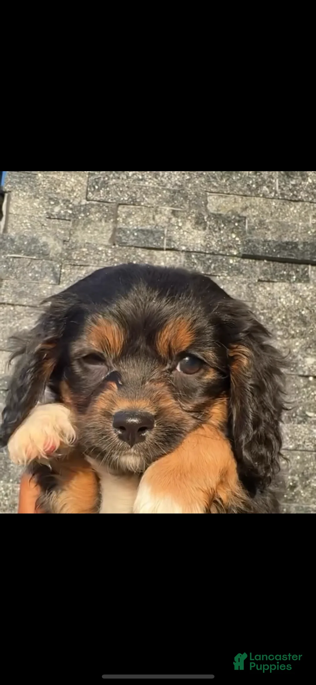 Cavapoo dogs for sale: Charlie🐾❤️ - Ad 2