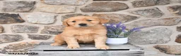 Golden Retriever dogs for sale: Mae  - Ad 3