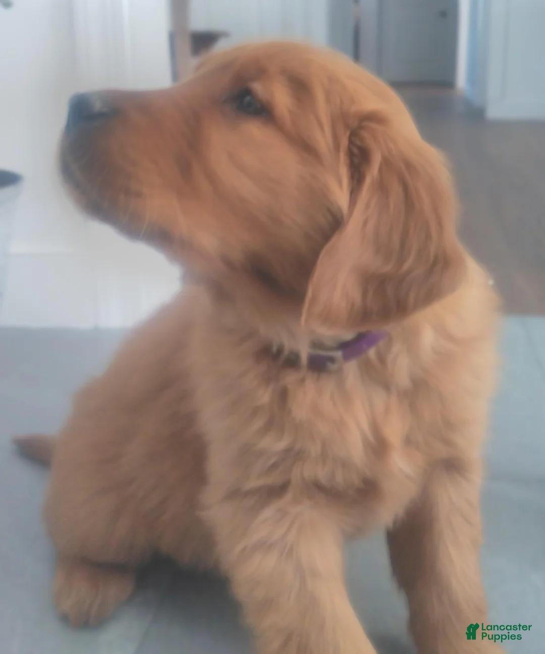 Golden Retriever dogs for sale: Daisy –(purple collar) “I’m the classic sweetheart.” - Ad 2