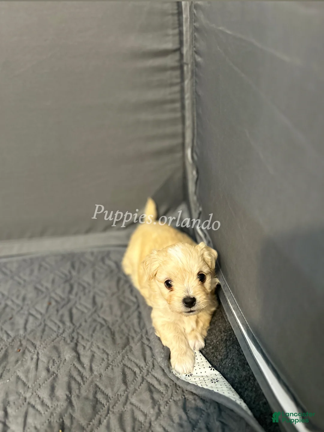 Mixed Breed dogs for sale: Mixed Breed Puppy 3 - Ad 2