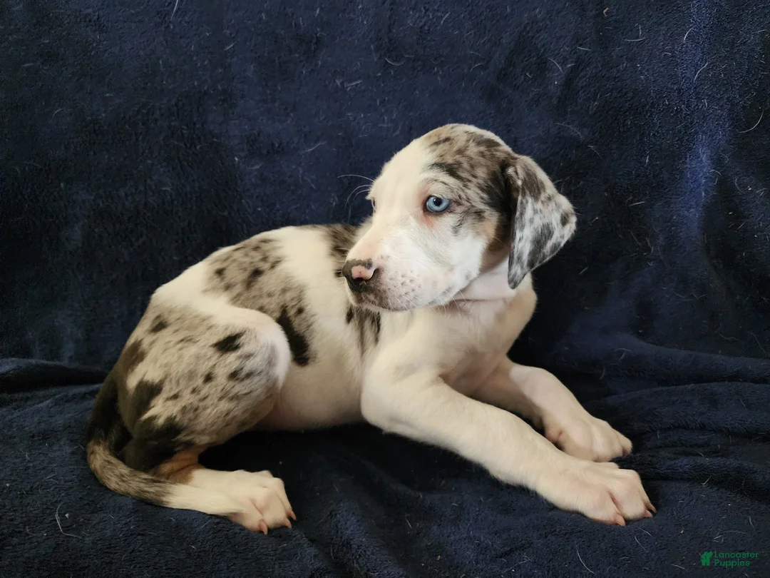 Catahoula Leopard Dog dogs for sale: Gabby F2025 M1 - Ad 8
