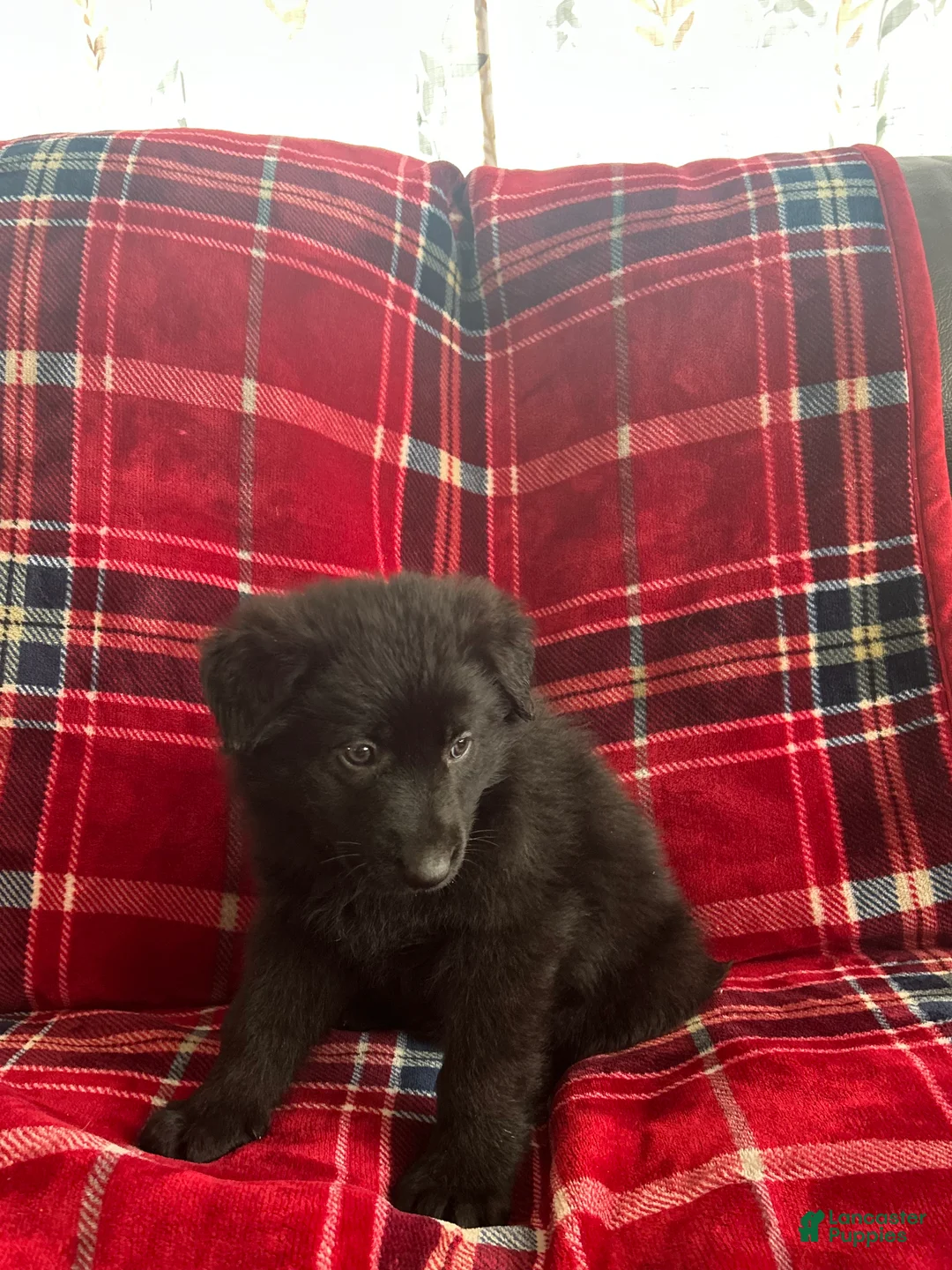 German Shepherd dogs for sale: Cody/Willow Purple - Ad 14