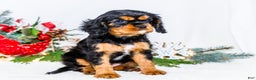 Cavalier King Charles Spaniel dogs for sale: Tinsel - Ad 11