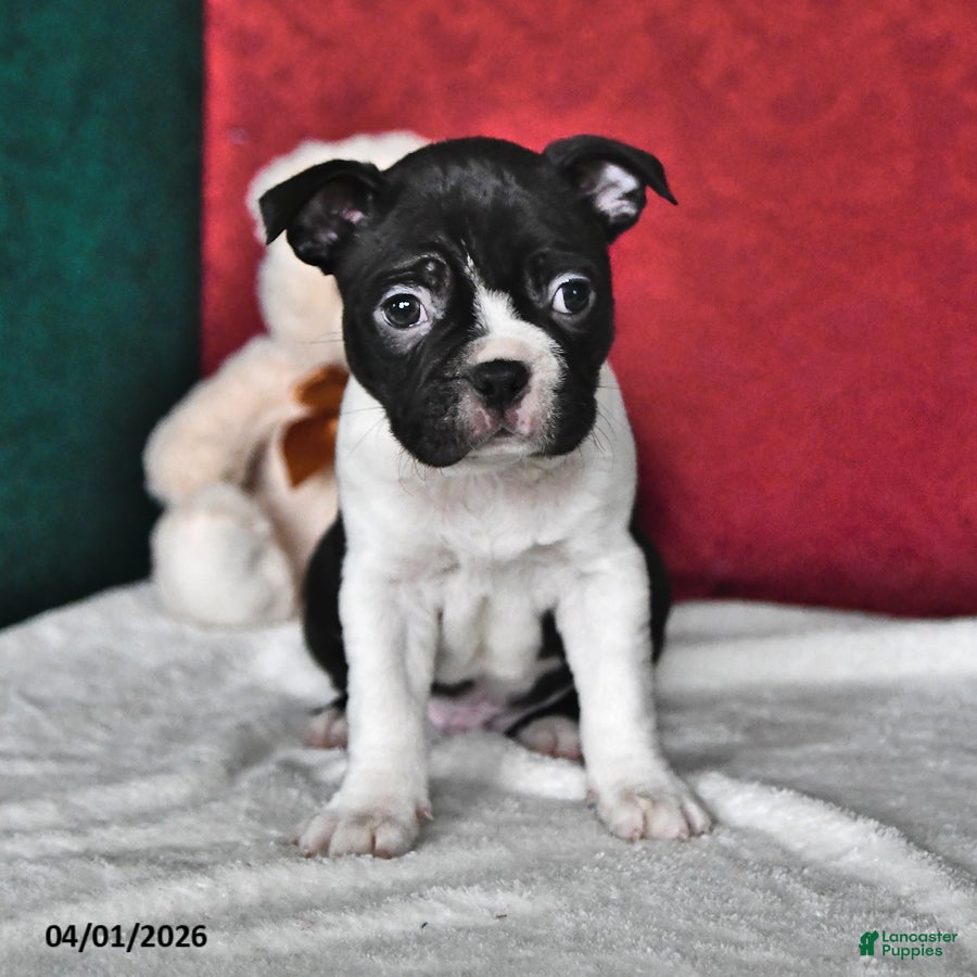 Boston Terrier dogs Toby - Ad 1