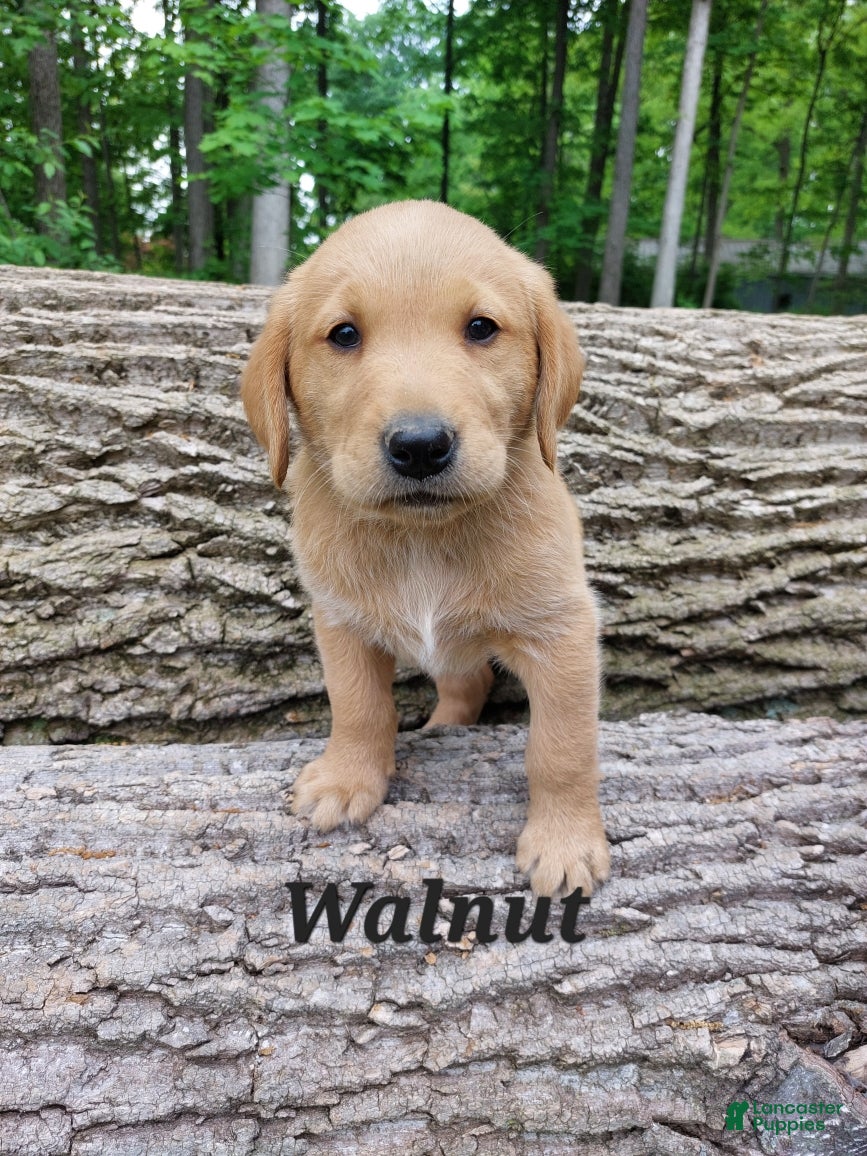 Goldador dogs Walnut - Ad 5